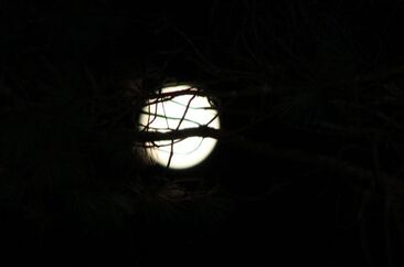 Photo of full moon behind branches.